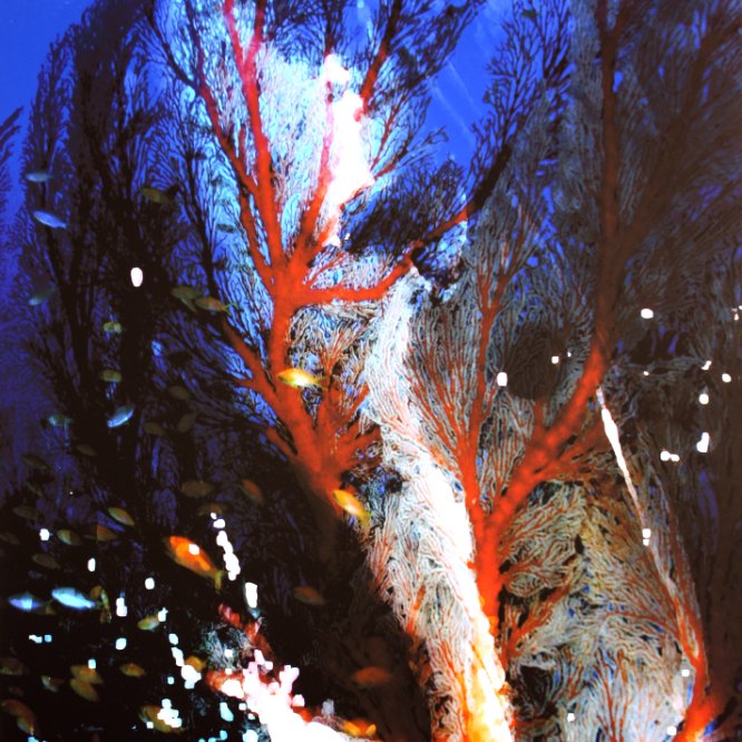 13-231 Grand blanc © Belinda BUSSOTTI 13-231 Grand blanc © Belinda BUSSOTTI